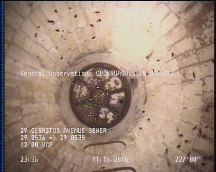 General Observation - COCKROACHES IN MANHOLE