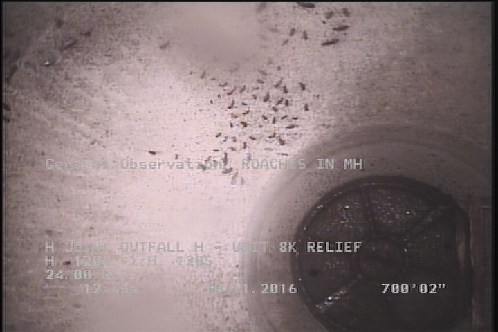 General Observation - ROACHES IN MH