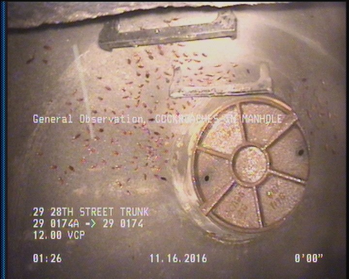 General Observation - COCKROACHES IN MANHOLE