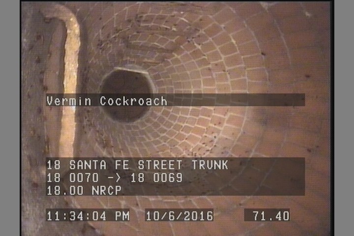 Vermin Cockroach