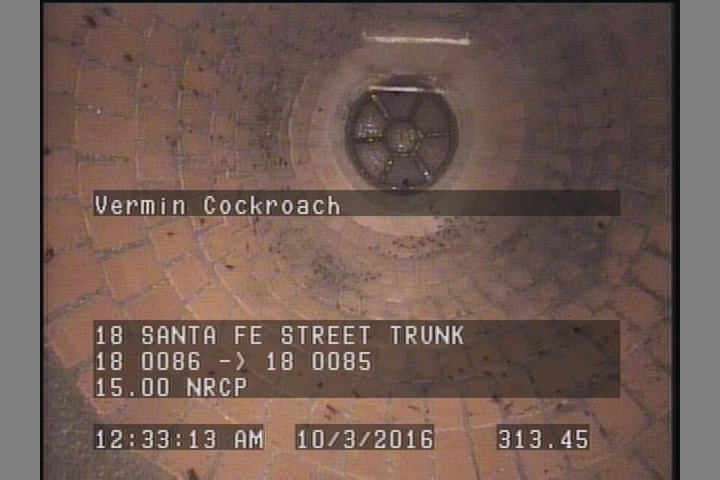 Vermin Cockroach