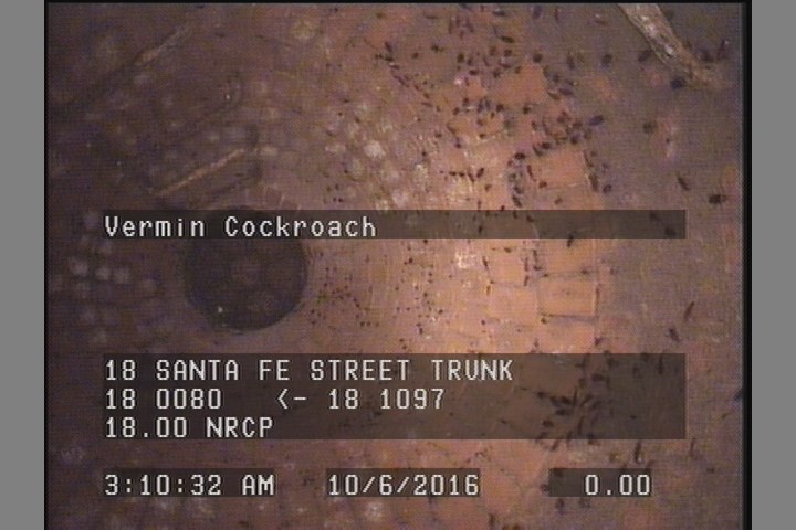 Vermin Cockroach