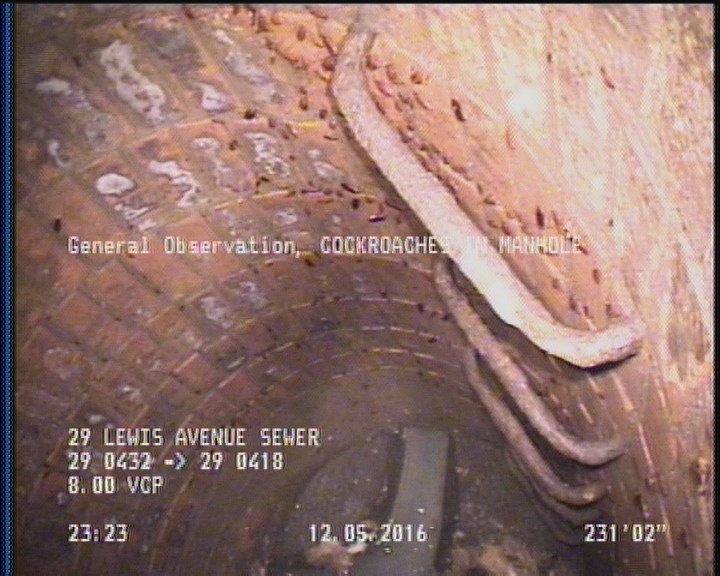 General Observation - COCKROACHES IN MANHOLE