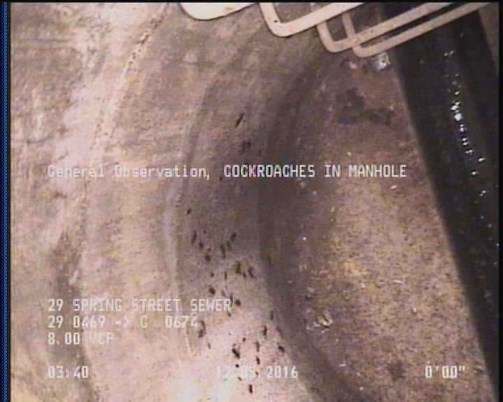 General Observation - COCKROACHES IN MANHOLE