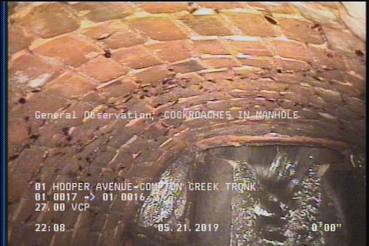 General Observation - COCKROACHES IN MANHOLE