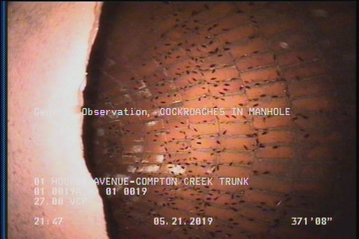 General Observation - COCKROACHES IN MANHOLE