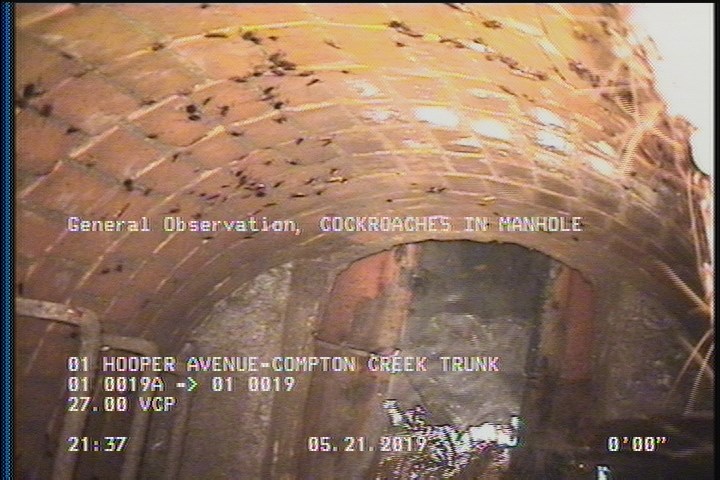 General Observation - COCKROACHES IN MANHOLE