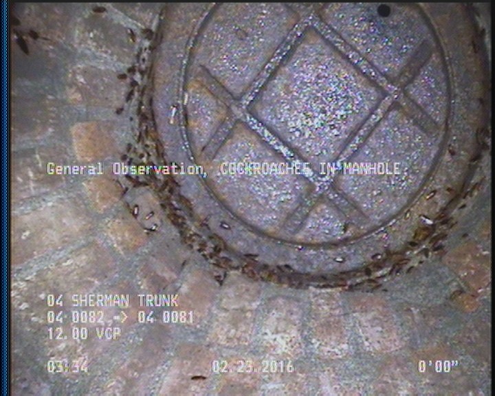 General Observation - COCKROACHES IN MANHOLE