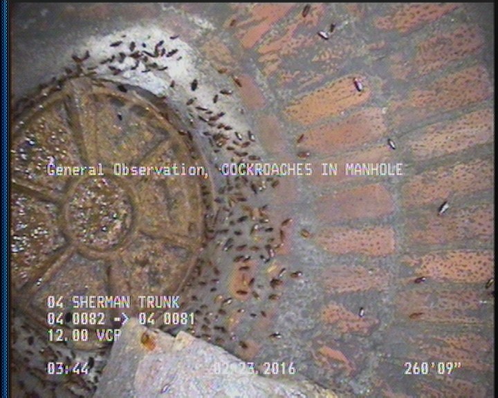 General Observation - COCKROACHES IN MANHOLE