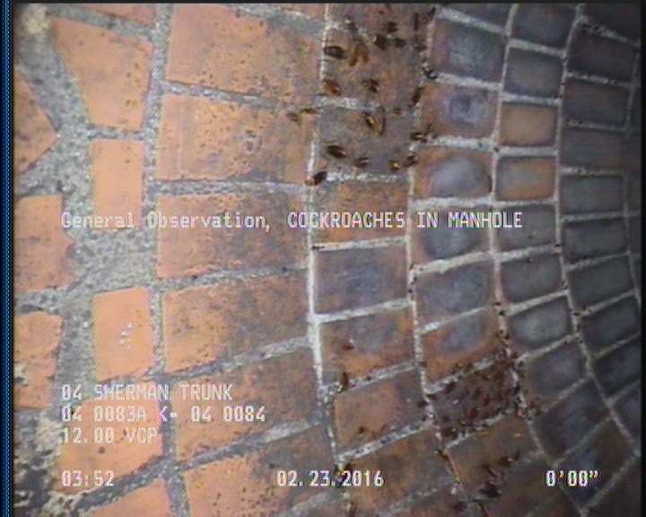 General Observation - COCKROACHES IN MANHOLE