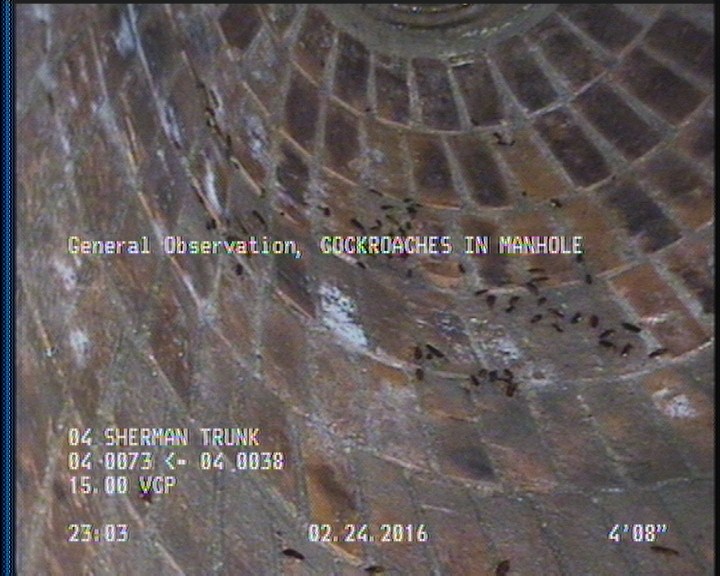 General Observation - COCKROACHES IN MANHOLE