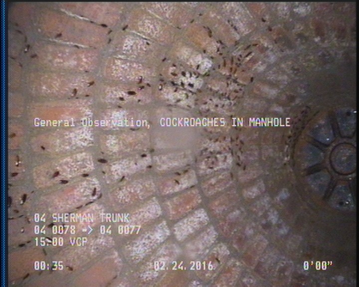 General Observation - COCKROACHES IN MANHOLE
