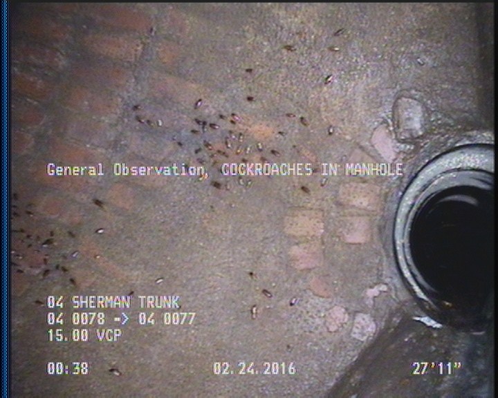 General Observation - COCKROACHES IN MANHOLE