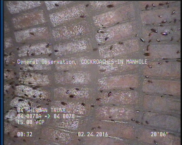 General Observation - COCKROACHES IN MANHOLE