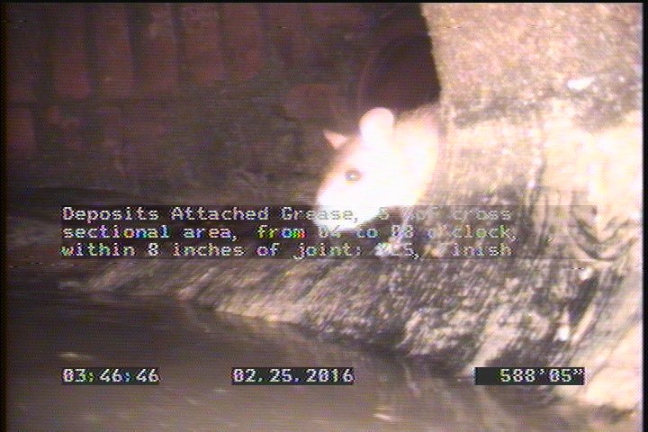 Deposits Attached Grease, 5 %of cross sectional area, from 04 to 08 o'clock, , within 8 inches of joint: YES, Finish