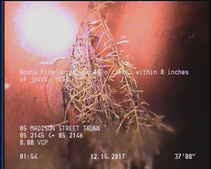 Roots Fine Joint, at 10 o'clock, within 8 inches of joint: YESR