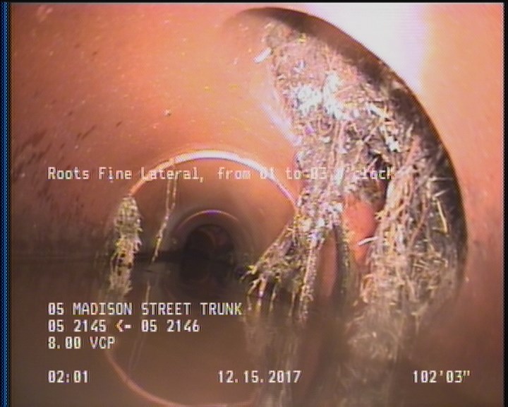 Roots Fine Lateral, from 01 to 03 o'clock