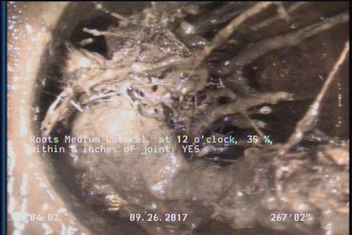 Roots Medium Lateral, at 12 o'clock, 35 %, within 8 inches of joint: YES