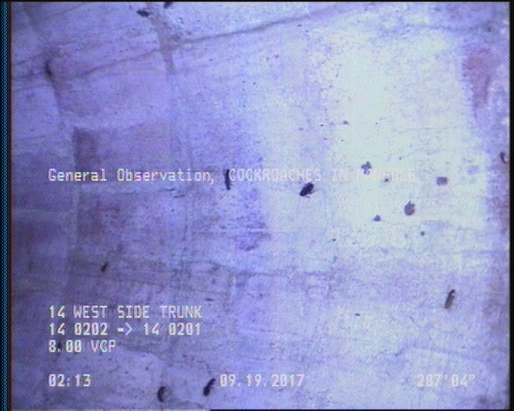 General Observation - COCKROACHES IN MANHOLE
