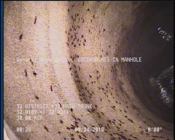 General Observation - COCKROACHES IN MANHOLE