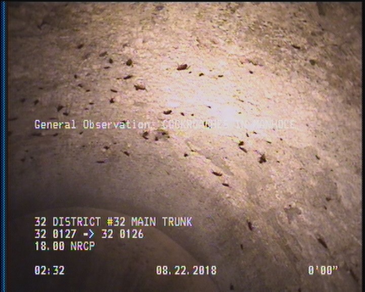General Observation - COCKROACHES IN MANHOLE