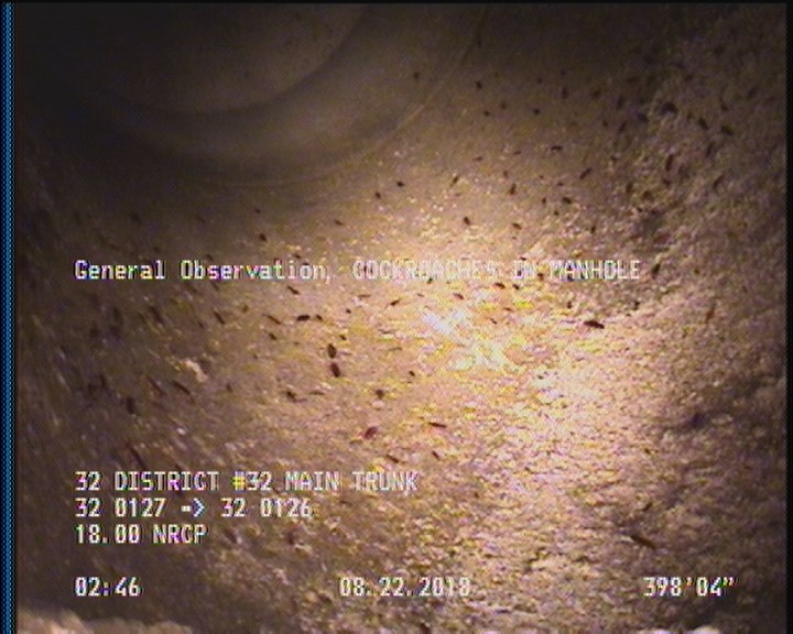 General Observation - COCKROACHES IN MANHOLE