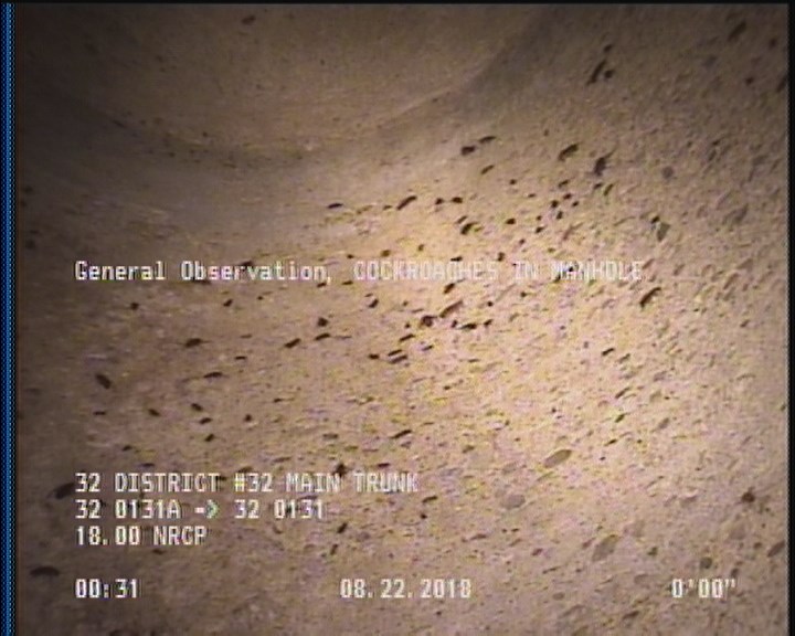 General Observation - COCKROACHES IN MANHOLE
