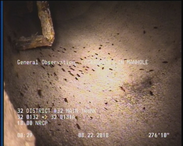 General Observation - COCKROACHES IN MANHOLE