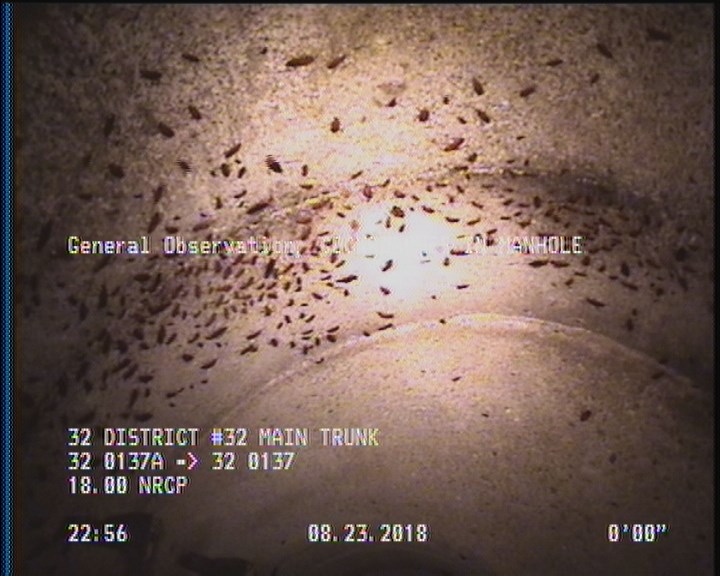 General Observation - COCKROACHES IN MANHOLE