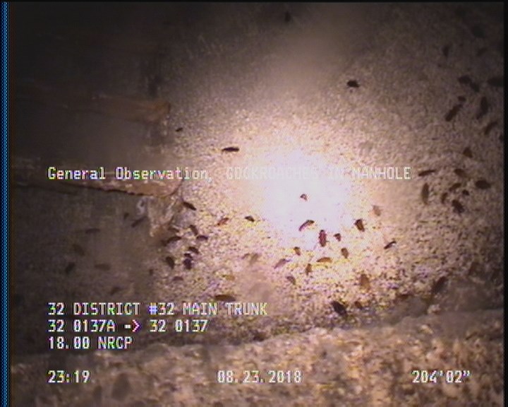General Observation - COCKROACHES IN MANHOLE