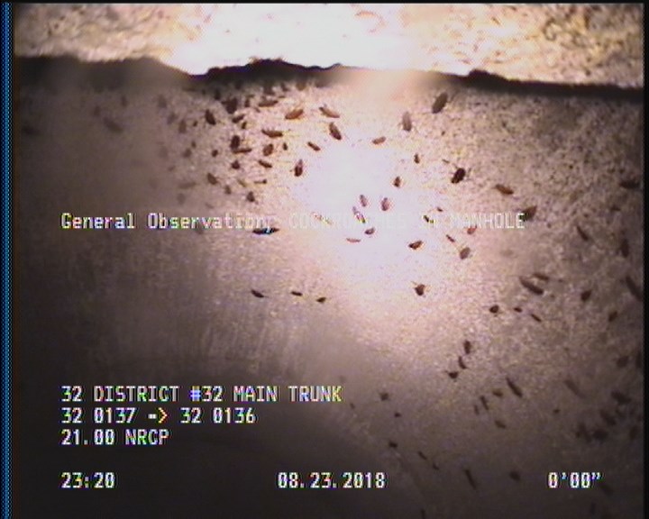 General Observation - COCKROACHES IN MANHOLE