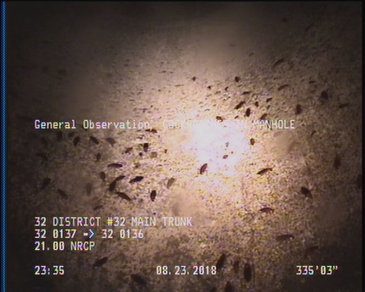 General Observation - COCKROACHES IN MANHOLE