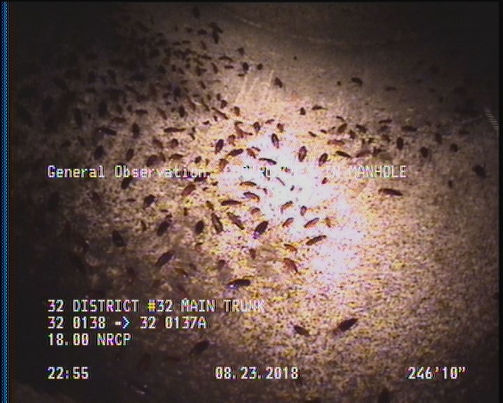 General Observation - COCKROACHES IN MANHOLE