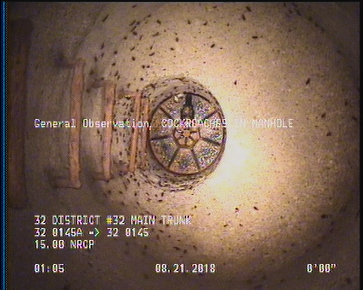 General Observation - COCKROACHES IN MANHOLE