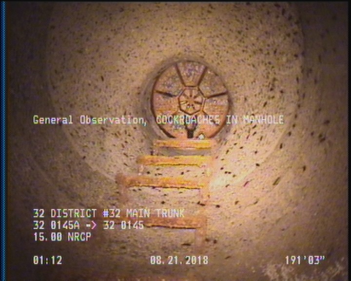 General Observation - COCKROACHES IN MANHOLE