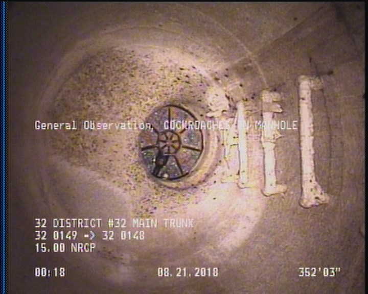 General Observation - COCKROACHES IN MANHOLE
