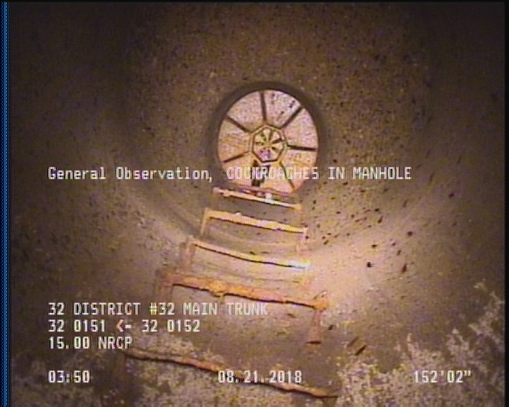 General Observation - COCKROACHES IN MANHOLE