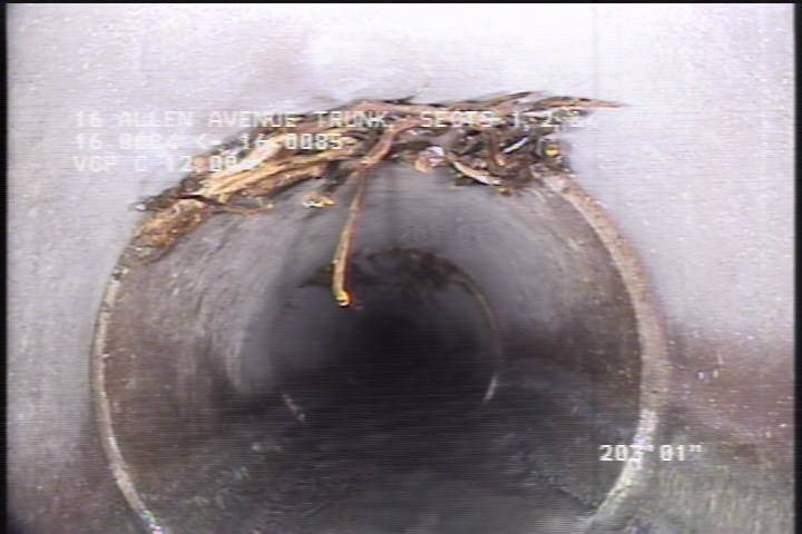 Roots Medium Joint, from 11 to 01 o'clock, 5 %, within 8 inches of joint: YESR