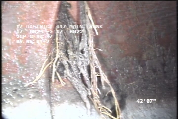 Roots Fine Joint, from 10 to 11 o'clock, within 8 inches of joint: YESR