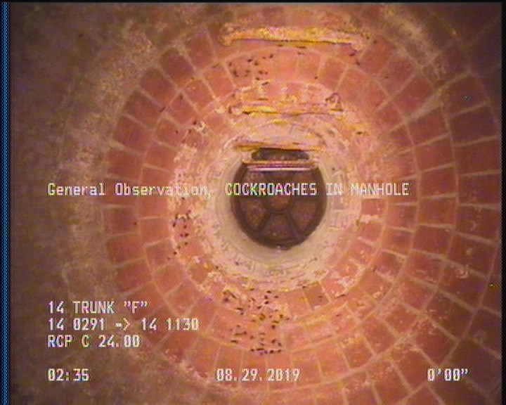 General Observation - COCKROACHES IN MANHOLE