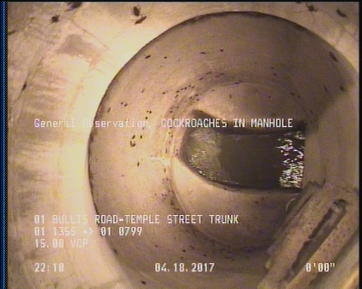 General Observation - COCKROACHES IN MANHOLE