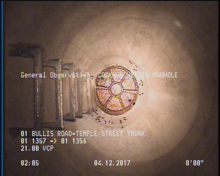 General Observation - COCKROACHES IN MANHOLE