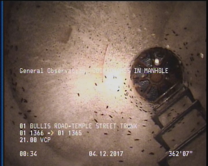 General Observation - COCKROACHES IN MANHOLE