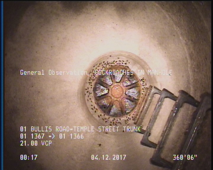 General Observation - COCKROACHES IN MANHOLE