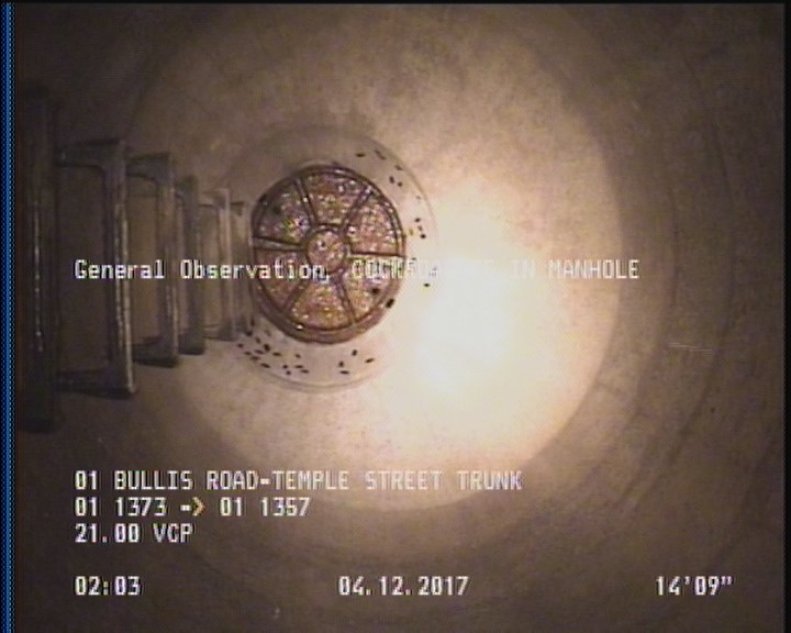 General Observation - COCKROACHES IN MANHOLE