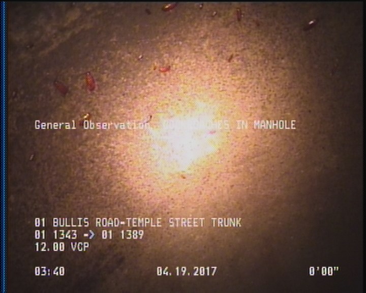 General Observation - COCKROACHES IN MANHOLE