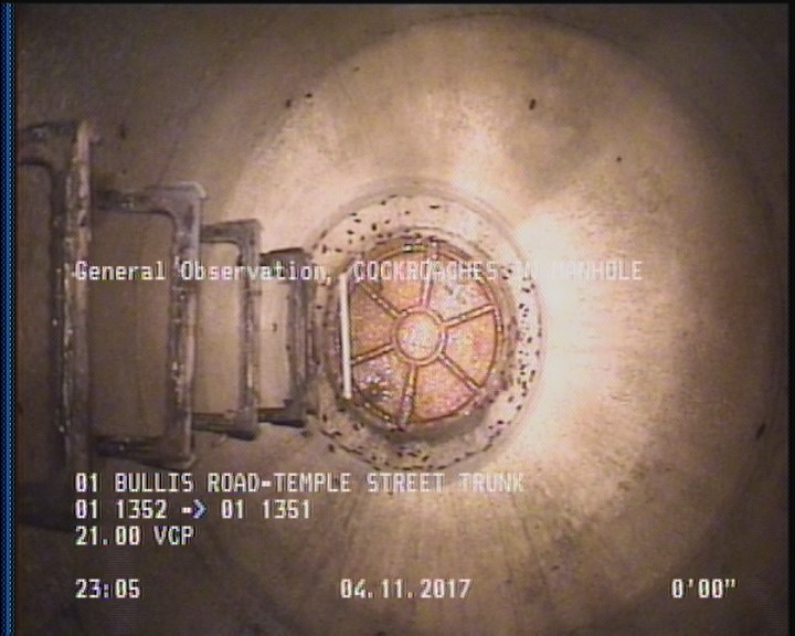 General Observation - COCKROACHES IN MANHOLE