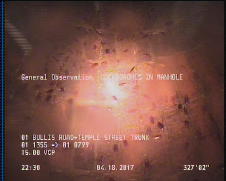 General Observation - COCKROACHES IN MANHOLE