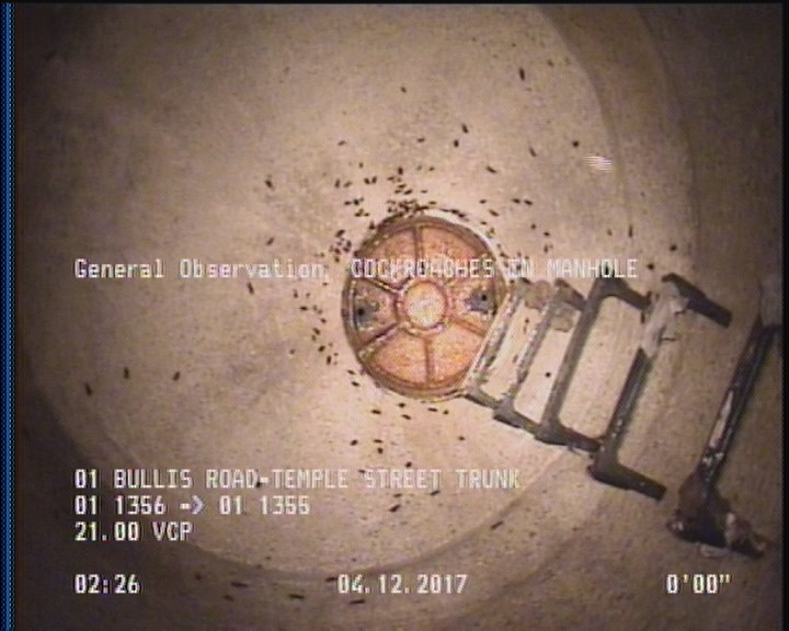General Observation - COCKROACHES IN MANHOLE