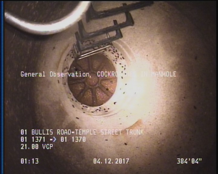 General Observation - COCKROACHES IN MANHOLE